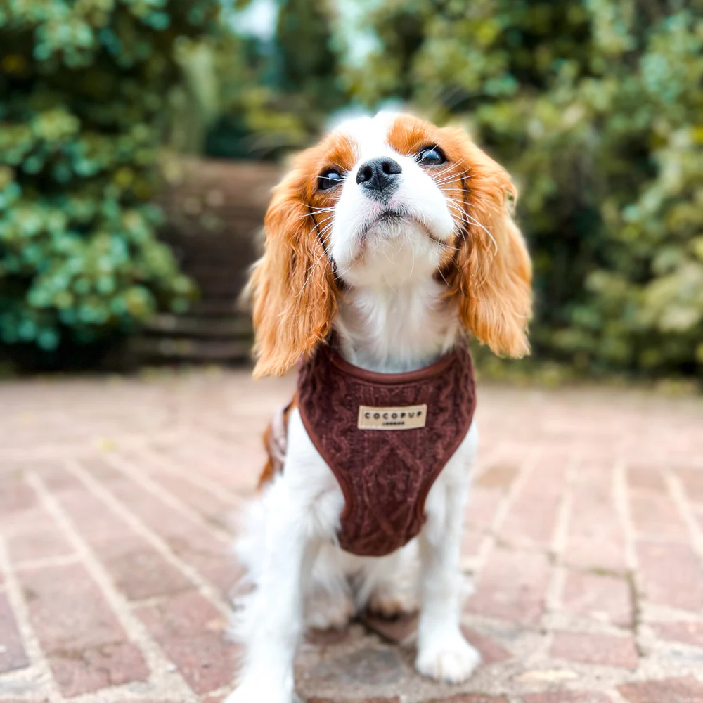 Hot Coco Cable Knit Adjustable Neck Harness, Lead & Collar Bundle - Image 12