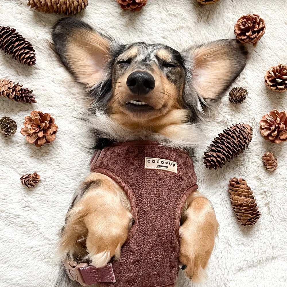 Hot Coco Cable Knit Adjustable Neck Harness, Lead & Collar Bundle - Image 3