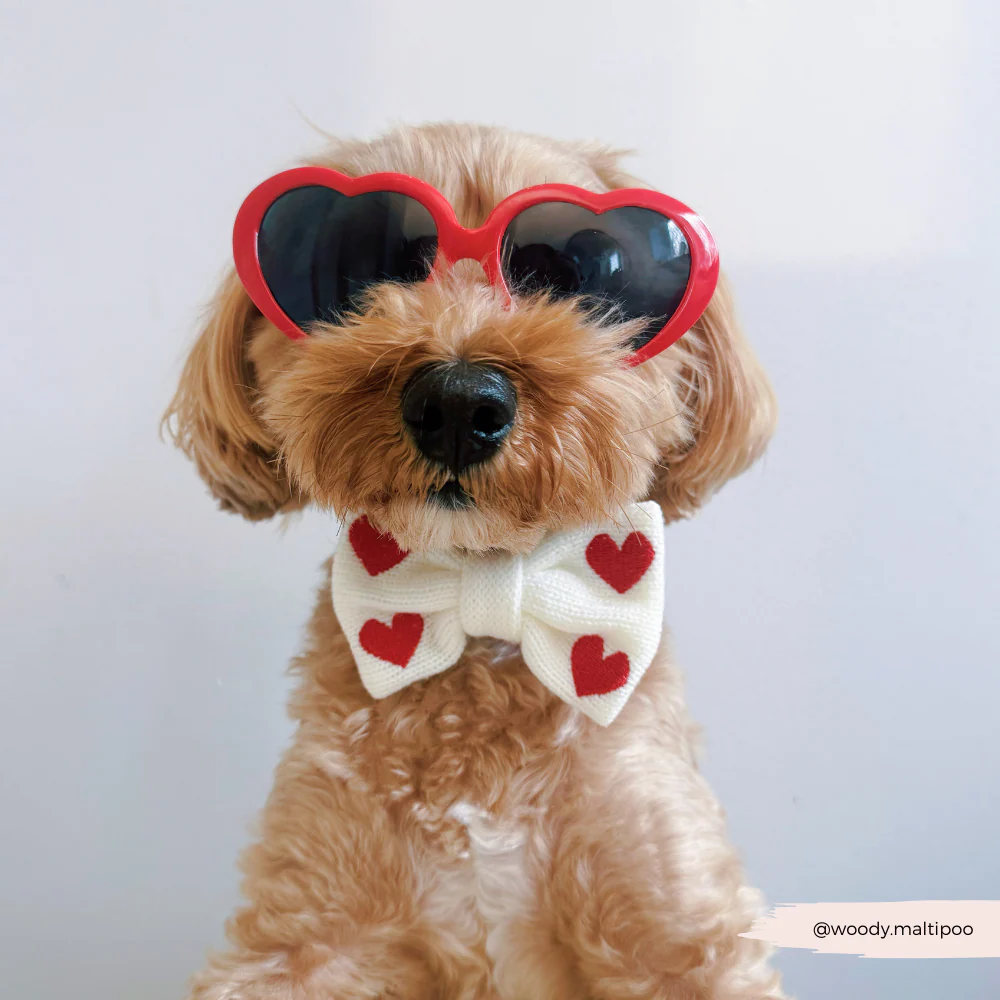 Hugs & Knitted Adjustable Neck Harness, Lead & Collar Bundle - Image 15