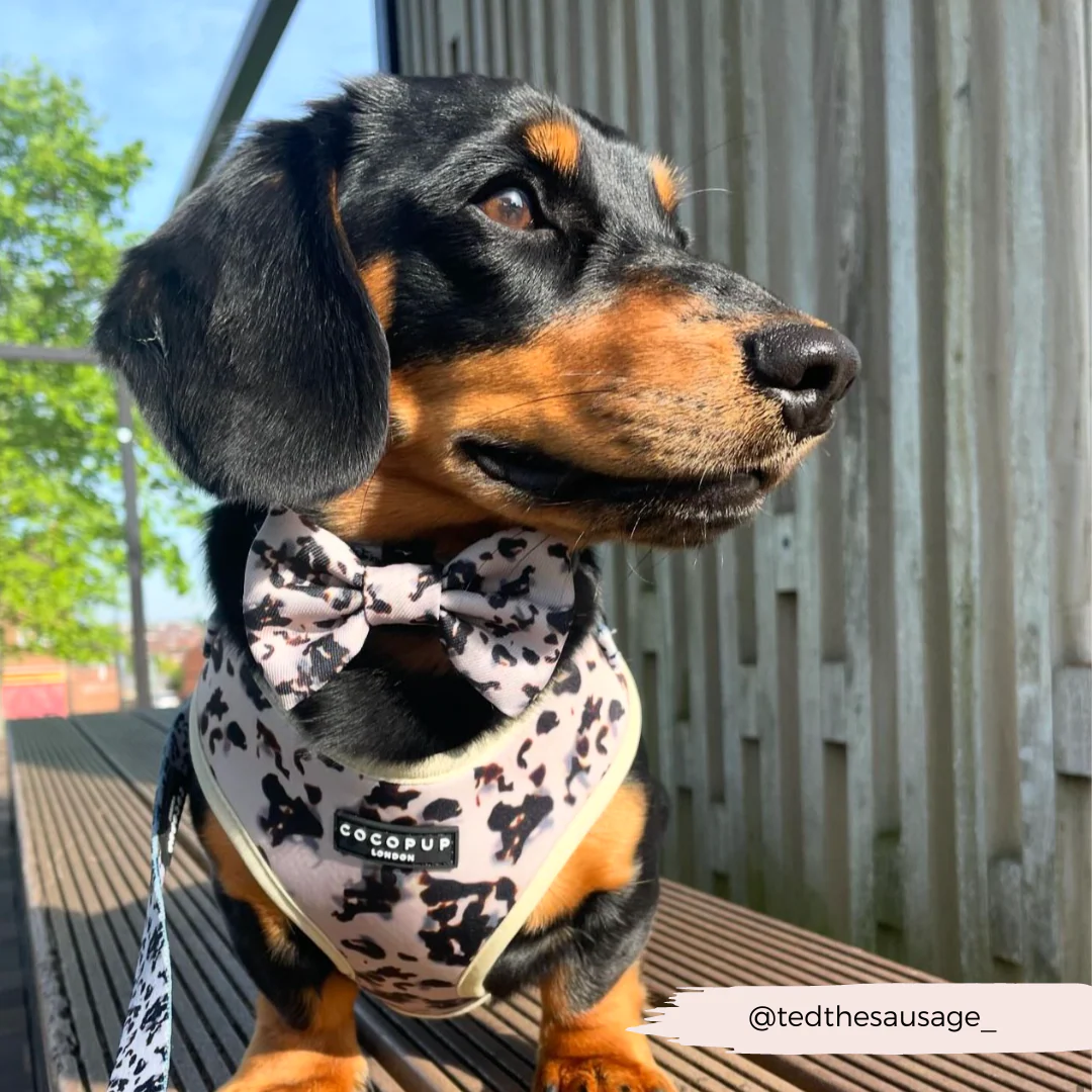 Ivory Tort Adjustable Neck Harness, Lead & Collar Bundle - Image 15