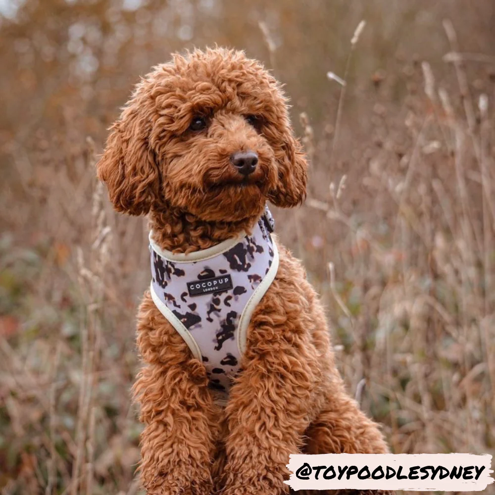 Ivory Tort Adjustable Neck Harness, Lead & Collar Bundle - Image 9
