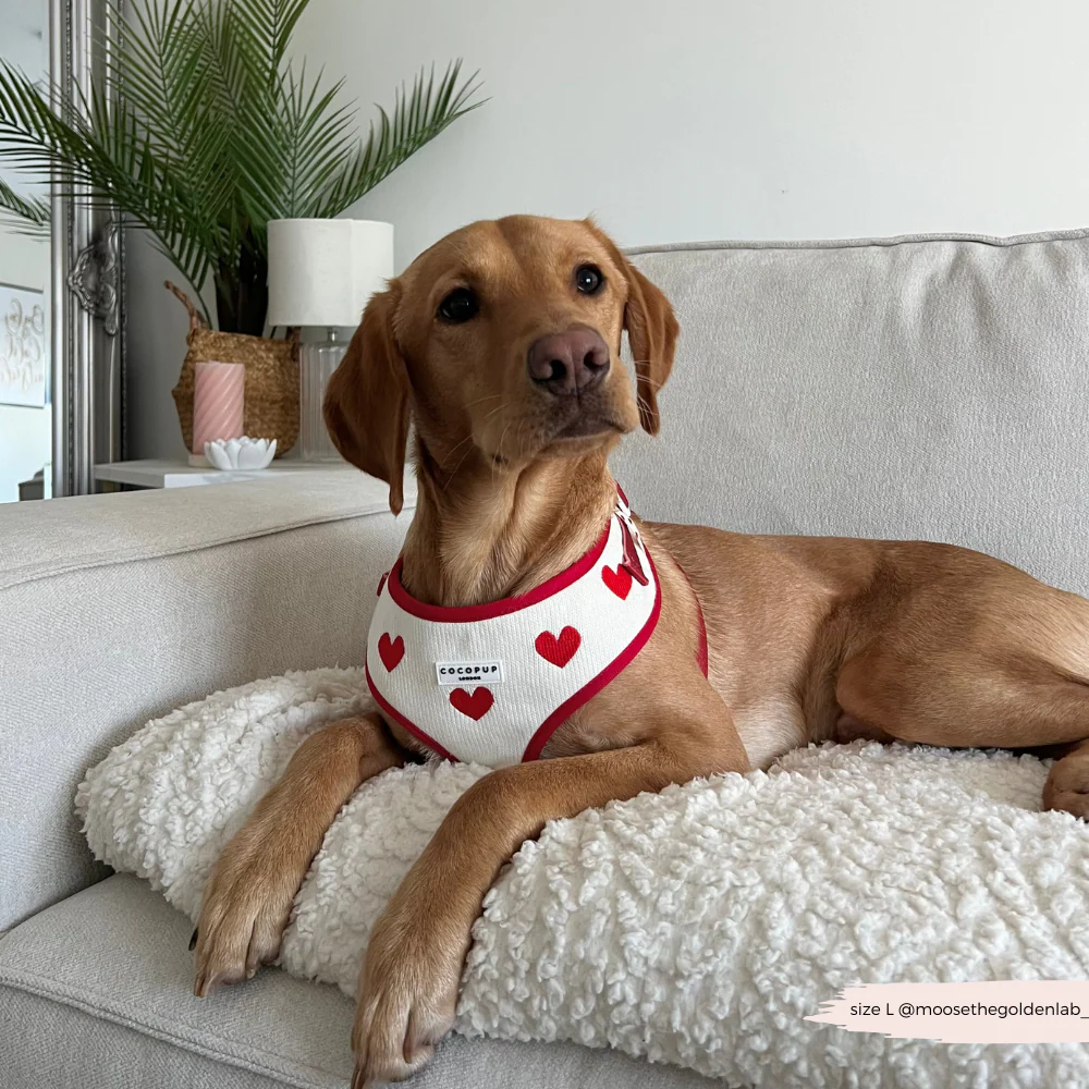 Hugs & Knitted Adjustable Neck HARNESS - Image 10