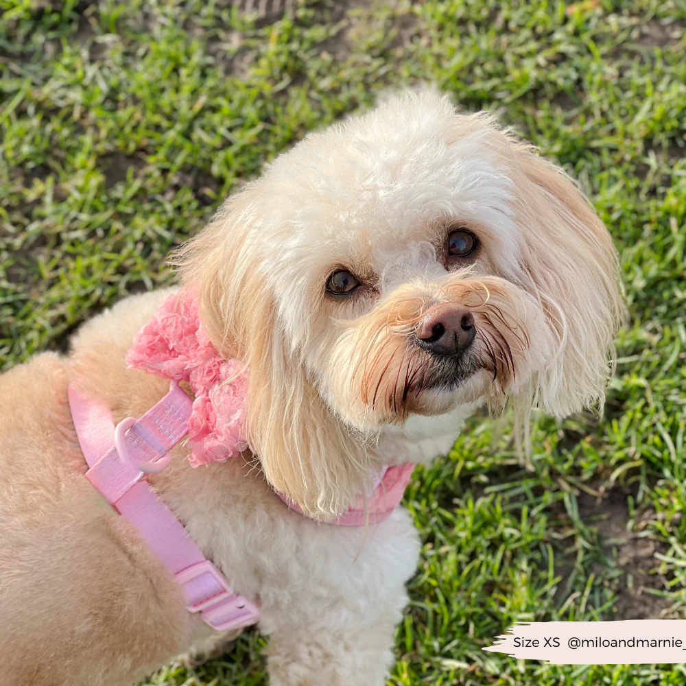 Peony Pup Bow Tie - Image 4