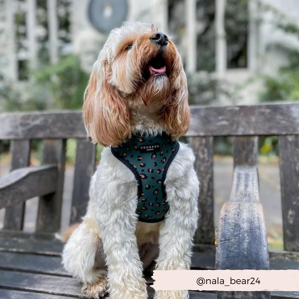 Khaki Leopard Adjustable Neck Harness, Lead & Collar Bundle - Image 10