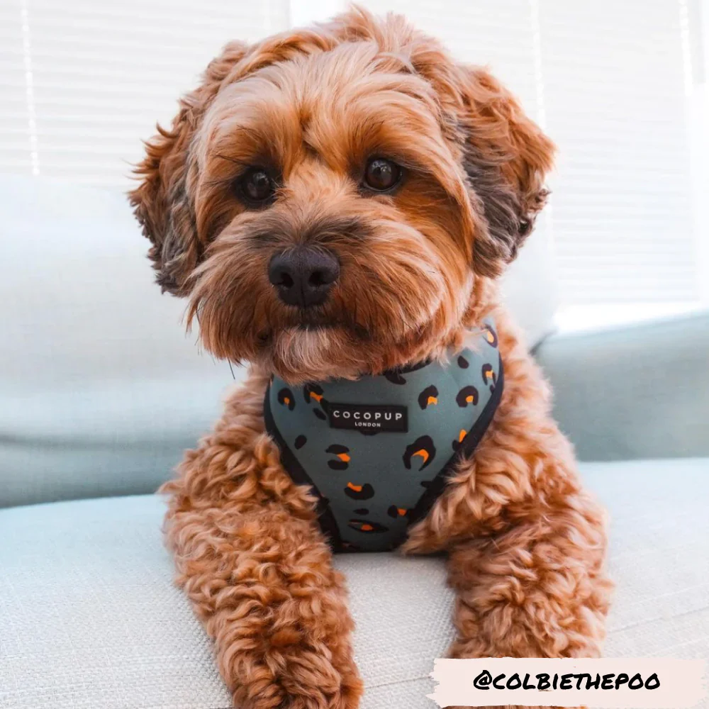 Khaki Leopard Adjustable Neck Harness, Lead & Collar Bundle - Image 5