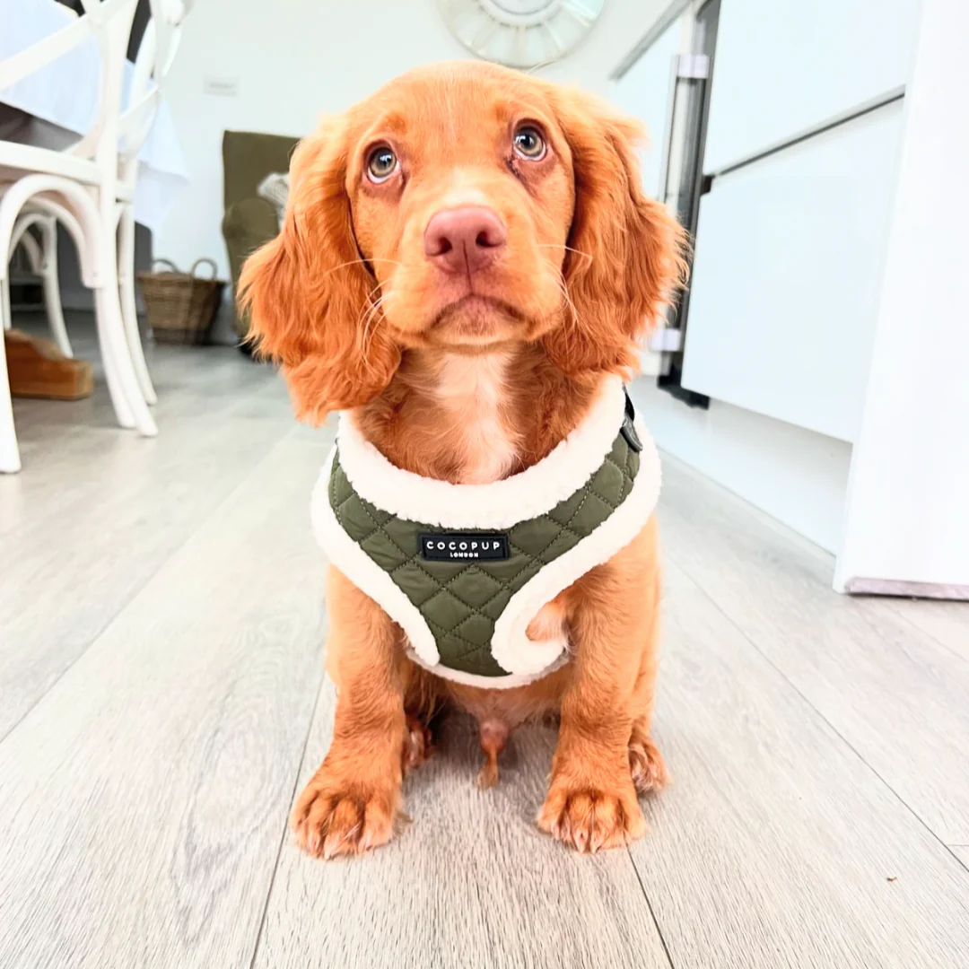 Khaki Quilted Adjustable Neck HARNESS - Image 19