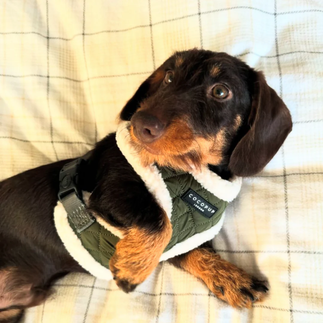 Khaki Quilted Adjustable Neck HARNESS - Image 20