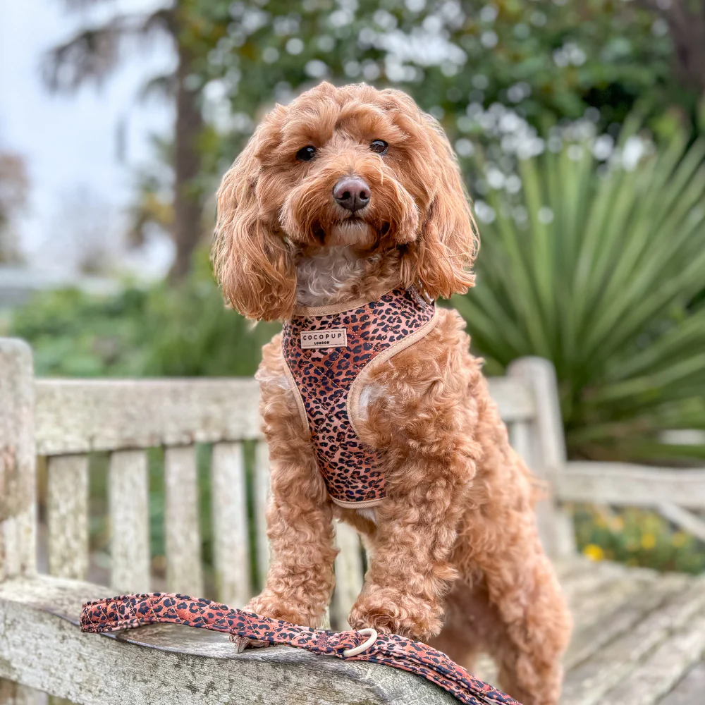 Quilted Leopard Pup Adjustable Neck HARNESS - Image 18