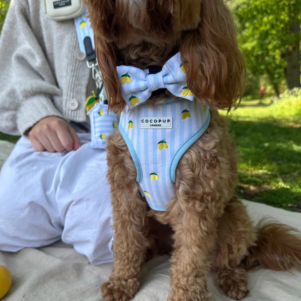 Living La Vida Lemon Bow Tie - Image 3
