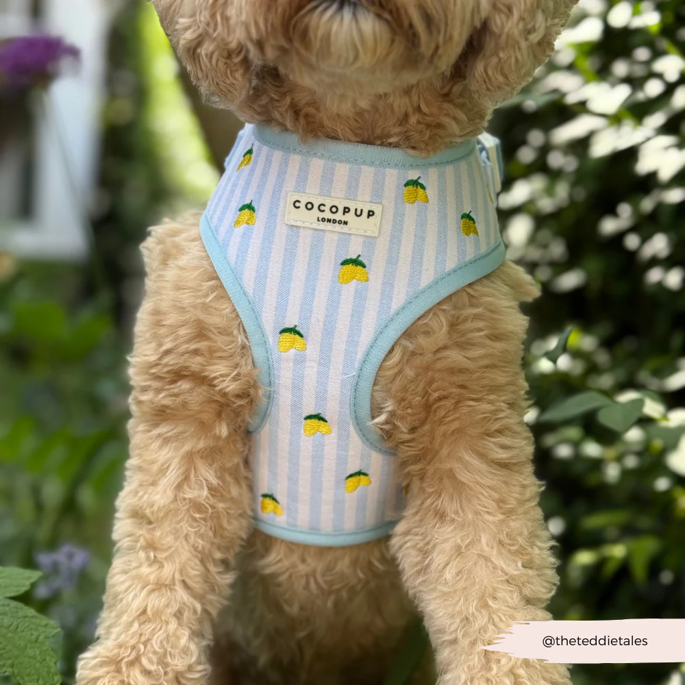 Living La Vida Lemon Adjustable Neck Harness, Lead & Collar Bundle - Image 11