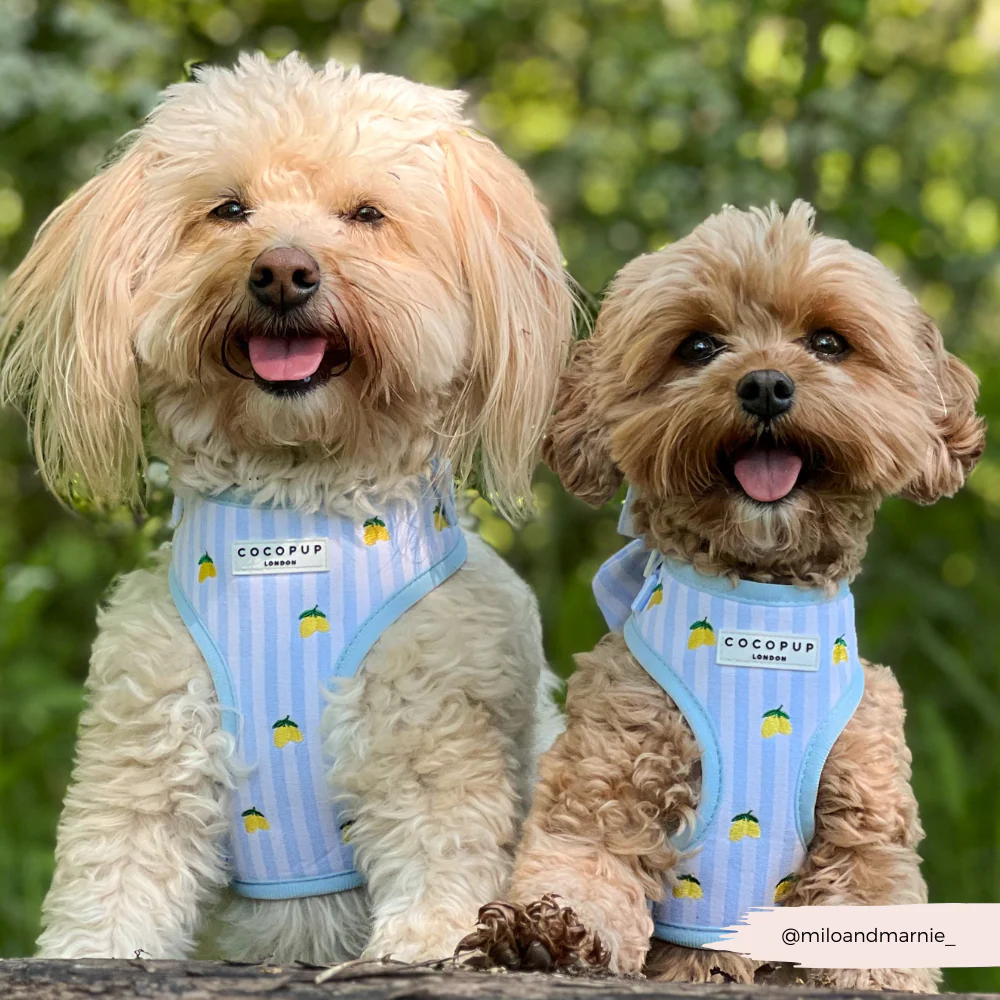 Living La Vida Lemon Adjustable Neck HARNESS - Image 13