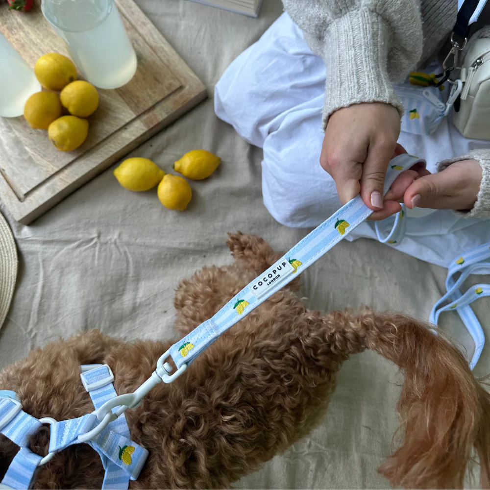 Living La Vida Lemon Lead - Image 6