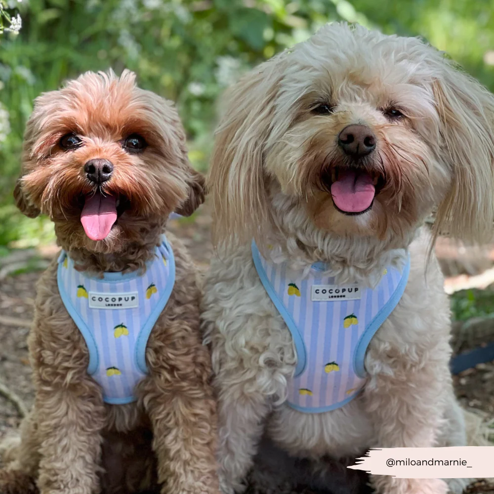 Living La Vida Lemon Adjustable Neck Harness, Lead & Collar Bundle - Image 16