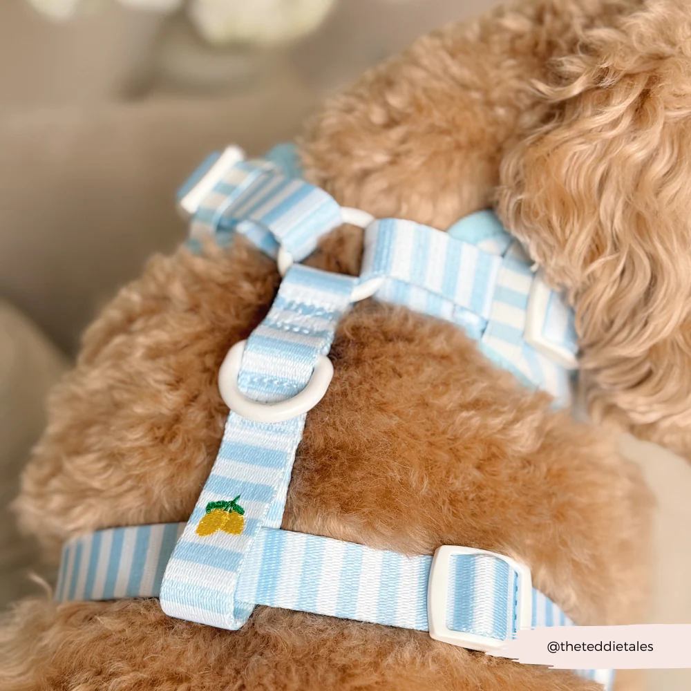 Living La Vida Lemon Adjustable Neck Harness, Lead & Collar Bundle - Image 17