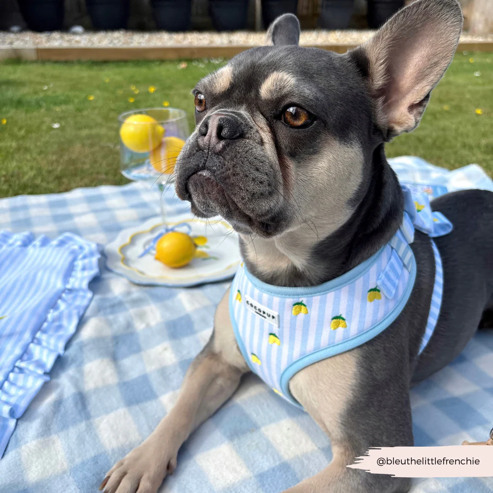 Living La Vida Lemon Adjustable Neck HARNESS - Image 12