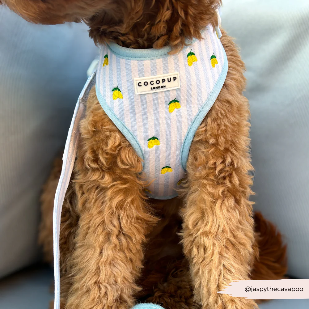 Living La Vida Lemon Adjustable Neck Harness, Lead & Collar Bundle - Image 20