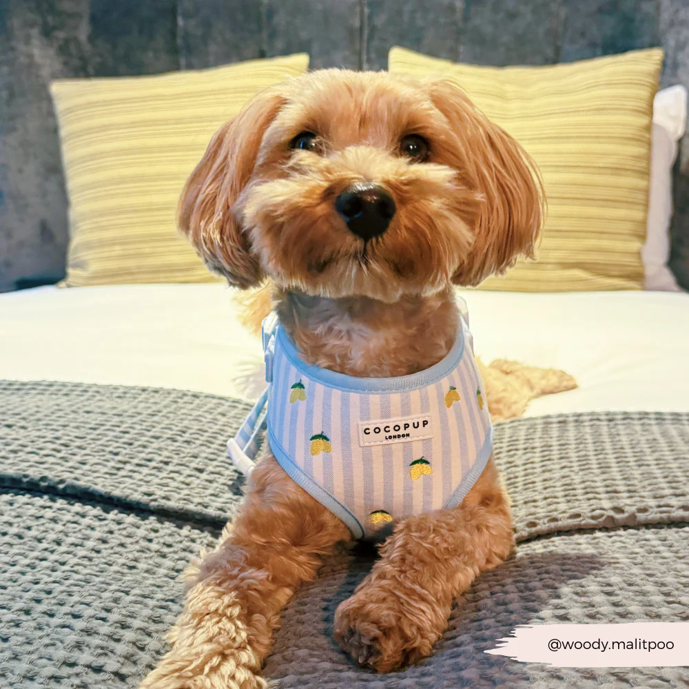 Living La Vida Lemon Adjustable Neck HARNESS - Image 10