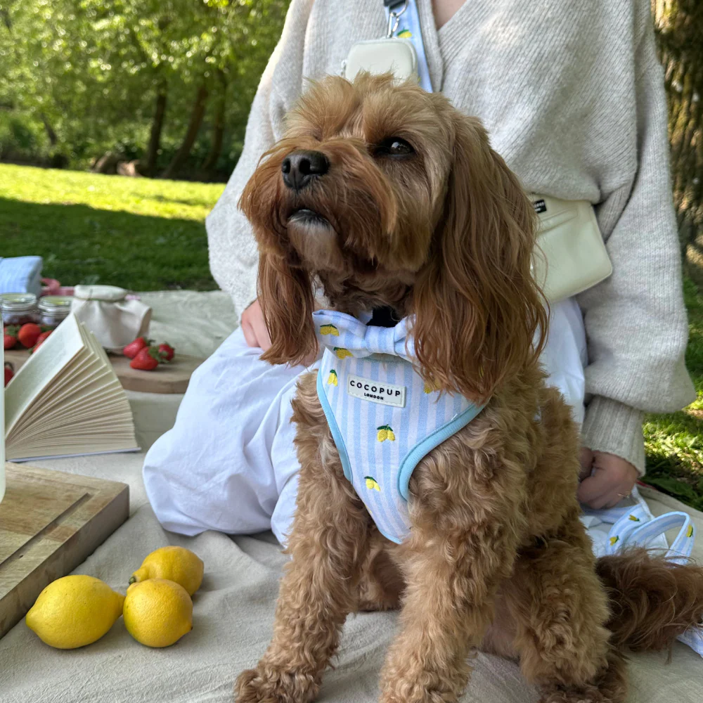Living La Vida Lemon Bow Tie - Image 5
