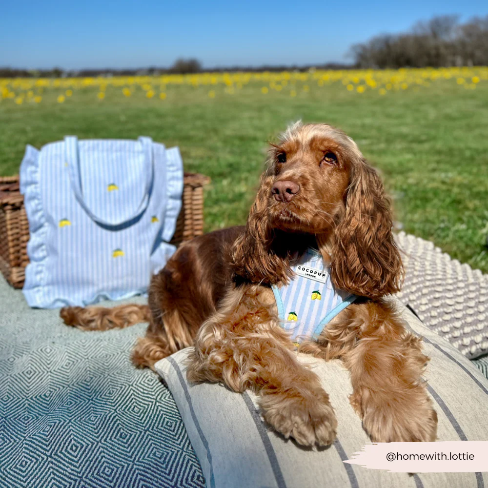 Living La Vida Lemon Adjustable Neck HARNESS - Image 5