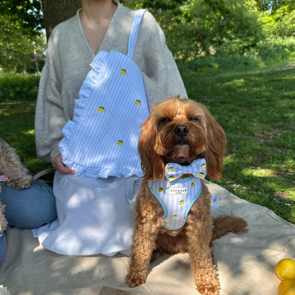 Living La Vida Lemon Bow Tie - Image 4