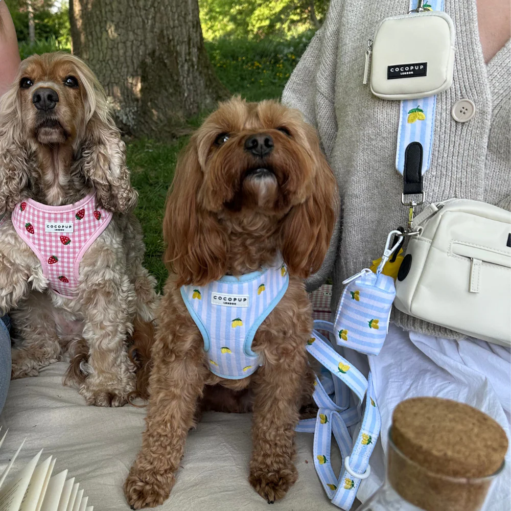 Living La Vida Lemon Adjustable Neck Harness, Lead & Collar Bundle - Image 28