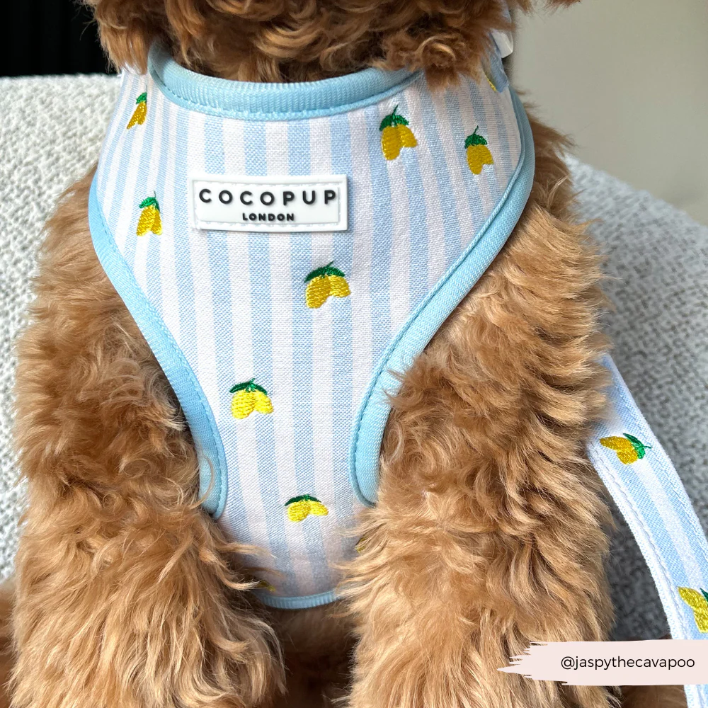 Living La Vida Lemon Adjustable Neck Harness, Lead & Collar Bundle - Image 31