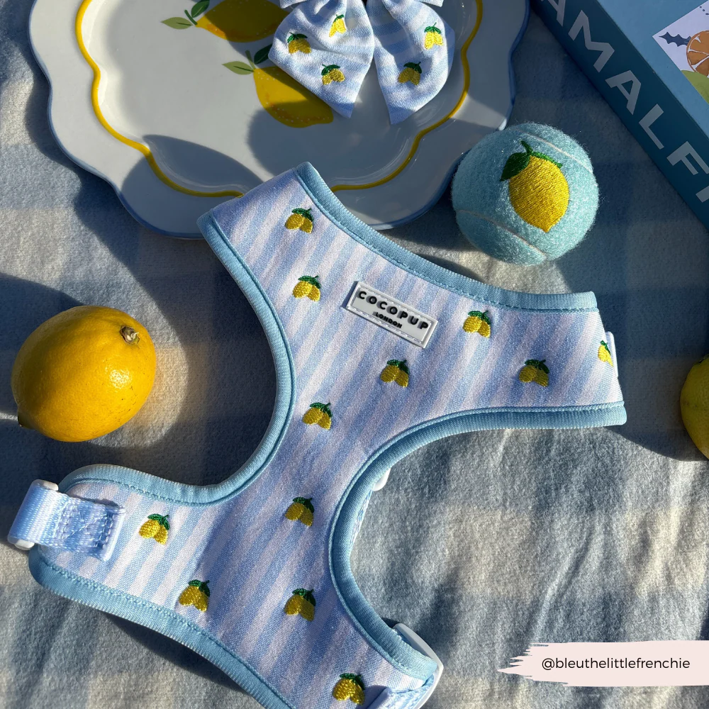 Living La Vida Lemon Adjustable Neck Harness, Lead & Collar Bundle - Image 34