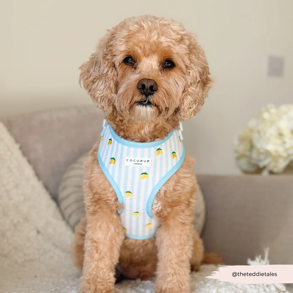 Living La Vida Lemon Adjustable Neck HARNESS - Image 15