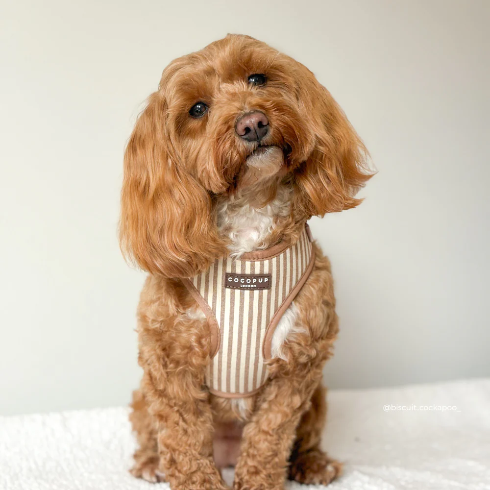 London Linen Stripes Adjustable Neck HARNESS - Image 4