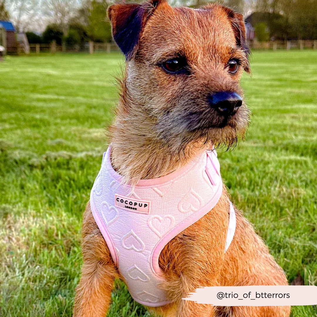 Luxe Adjustable Neck HARNESS - Baby Pink Heart - Image 33