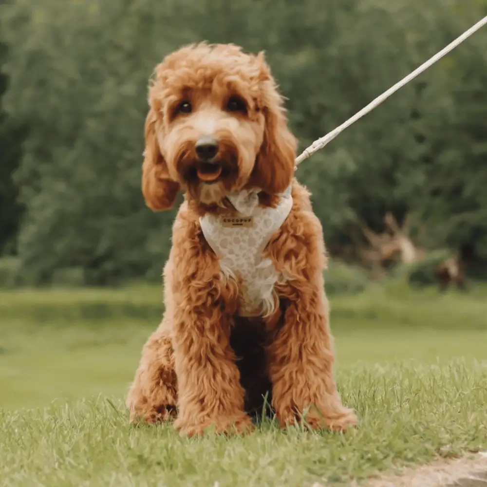 Luxe Adjustable Neck HARNESS - Garden Meadow - Image 11