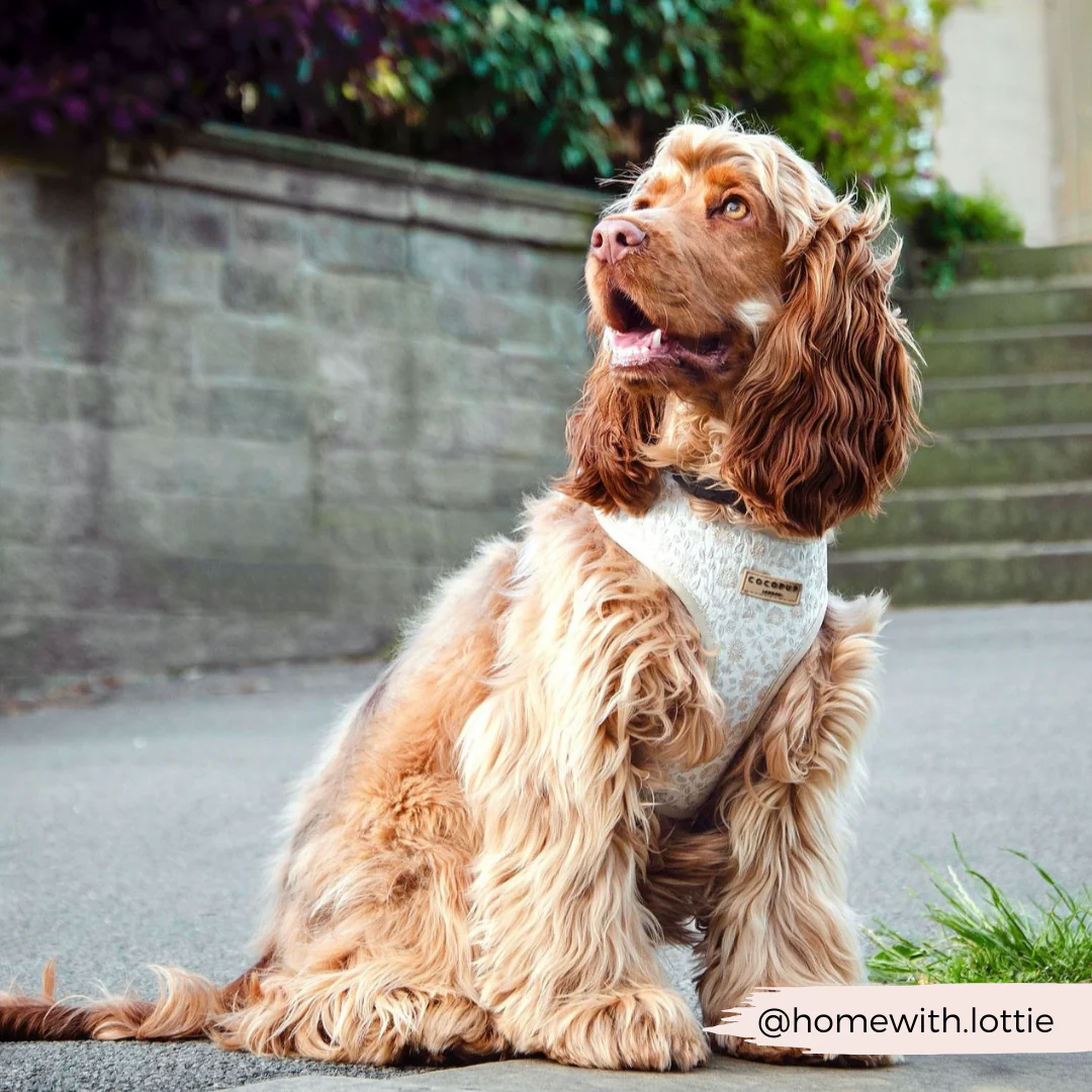 Luxe Adjustable Neck HARNESS - Garden Meadow - Image 28