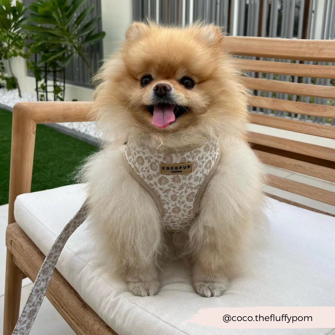 Luxe Adjustable Neck HARNESS - Garden Meadow - Image 30
