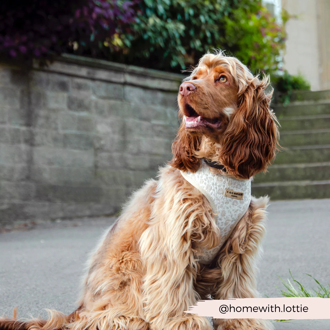 Luxe Adjustable Neck HARNESS - Garden Meadow - Image 35