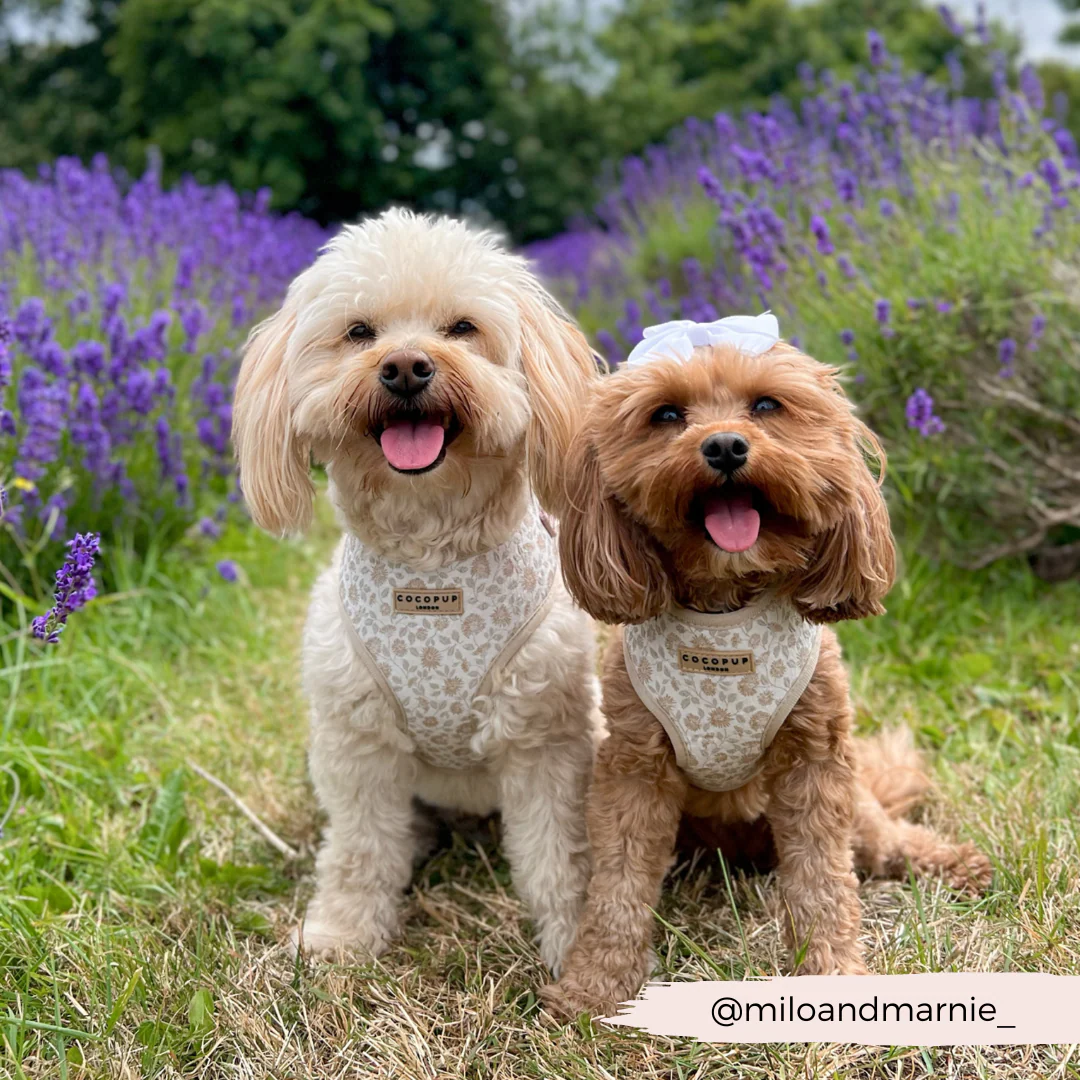 Luxe Adjustable Neck HARNESS - Garden Meadow - Image 37