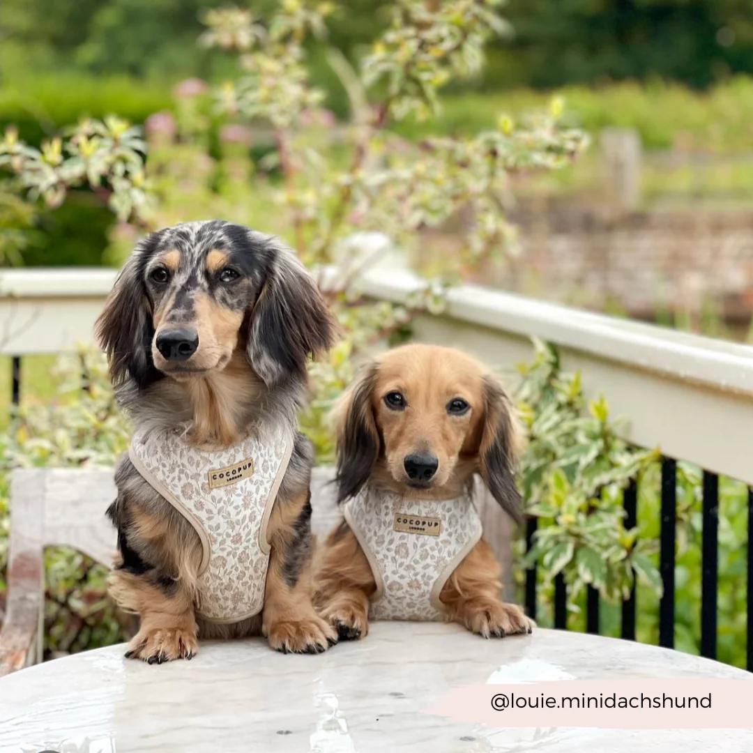 Luxe Adjustable Neck HARNESS - Garden Meadow - Image 38
