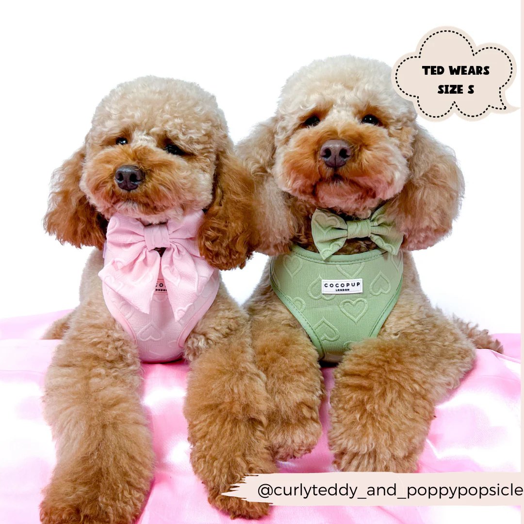 Luxe Adjustable Neck HARNESS - Sage Heart - Image 12