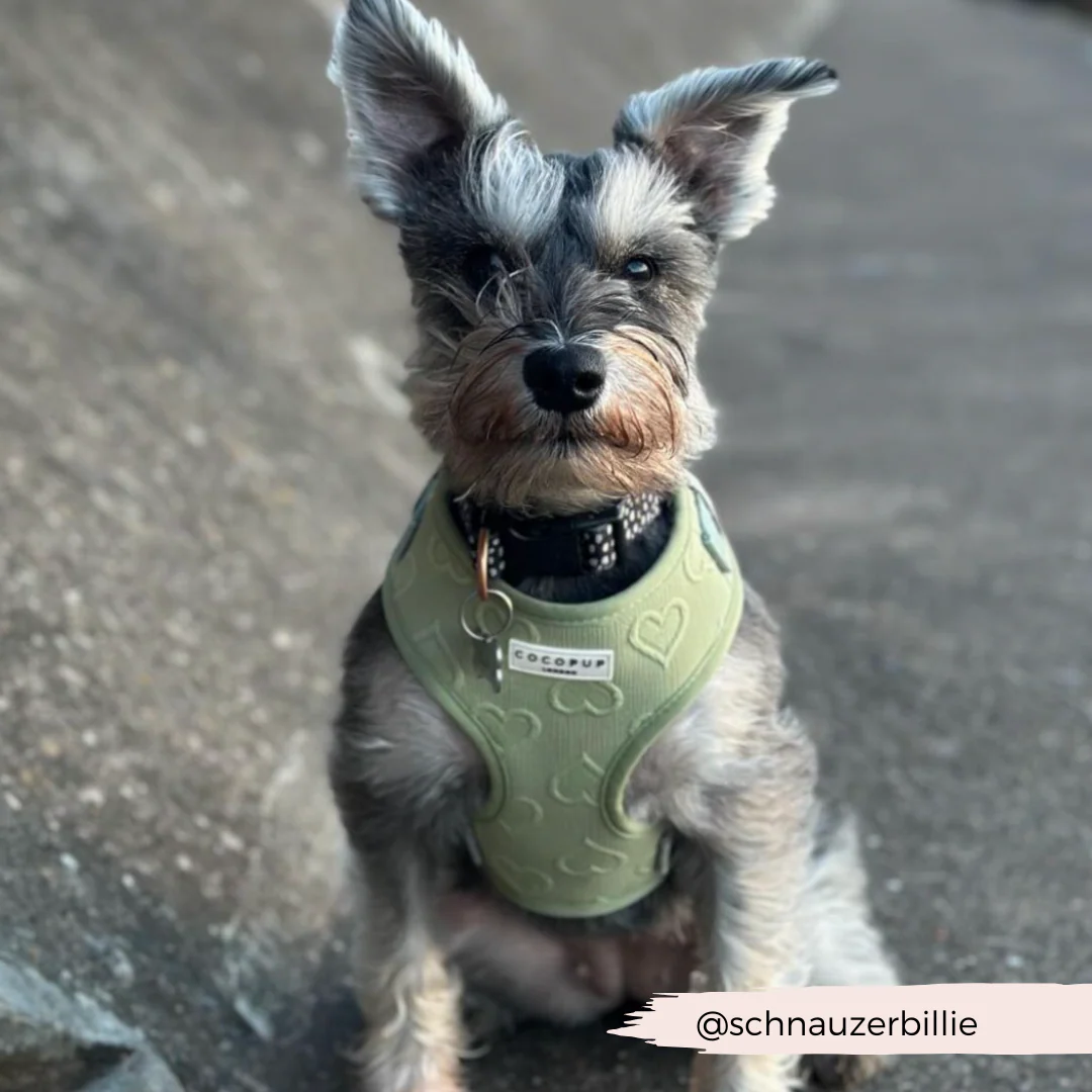 Luxe Adjustable Neck HARNESS - Sage Heart - Image 23