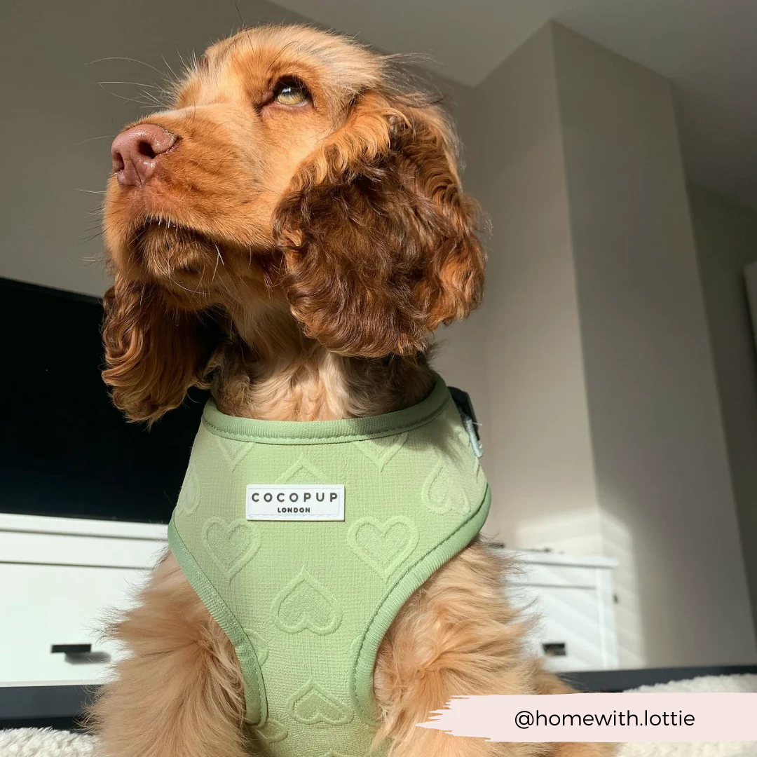 Luxe Adjustable Neck HARNESS - Sage Heart - Image 30