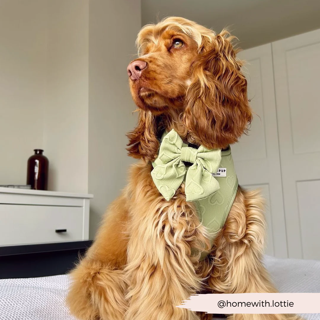 Luxe Adjustable Neck HARNESS - Sage Heart - Image 31