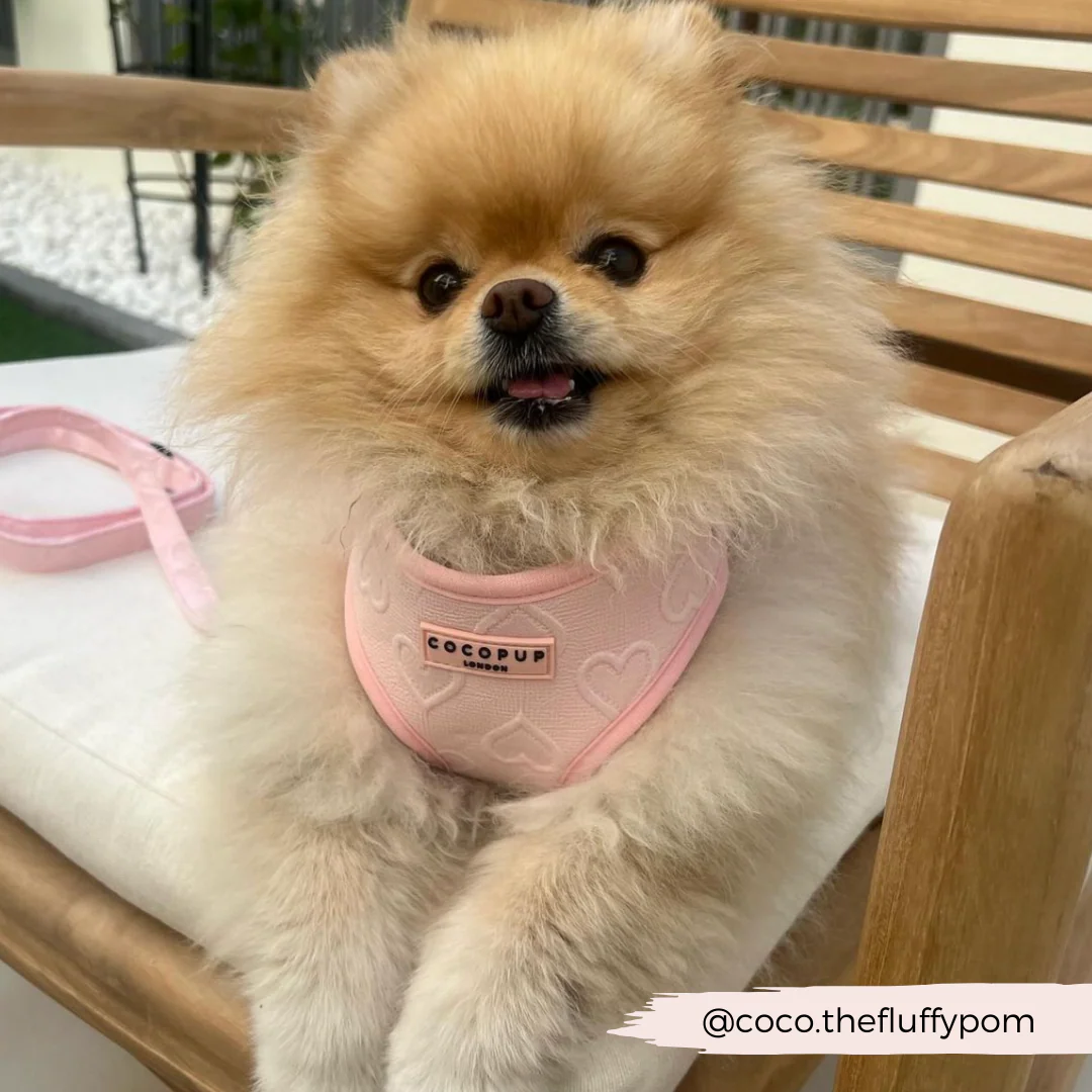 Luxe Baby Pink Heart Adjustable Neck Harness, Lead & Collar Bundle - Image 21