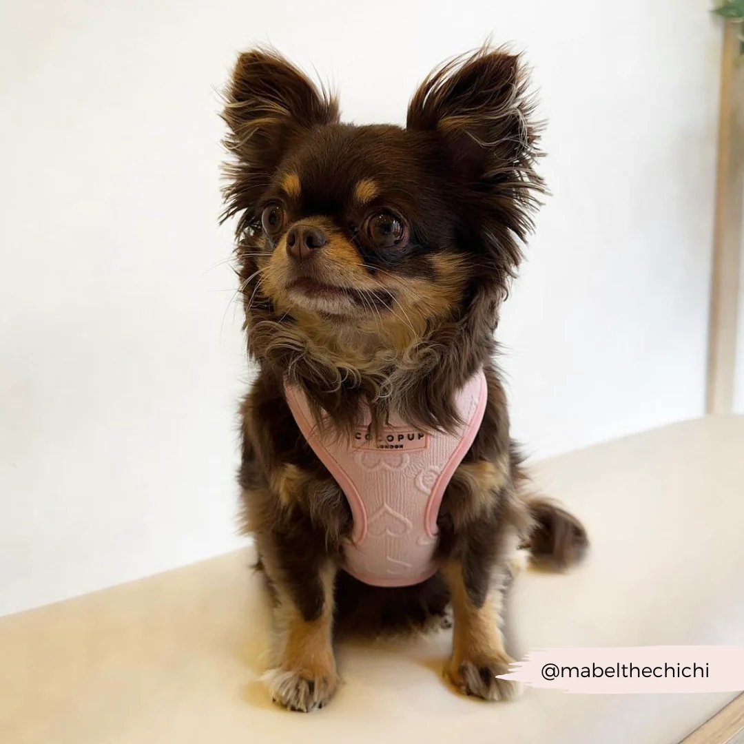 Luxe Baby Pink Heart Adjustable Neck Harness, Lead & Collar Bundle - Image 29