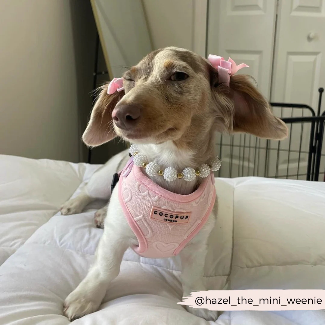 Luxe Baby Pink Heart Adjustable Neck Harness, Lead & Collar Bundle - Image 30