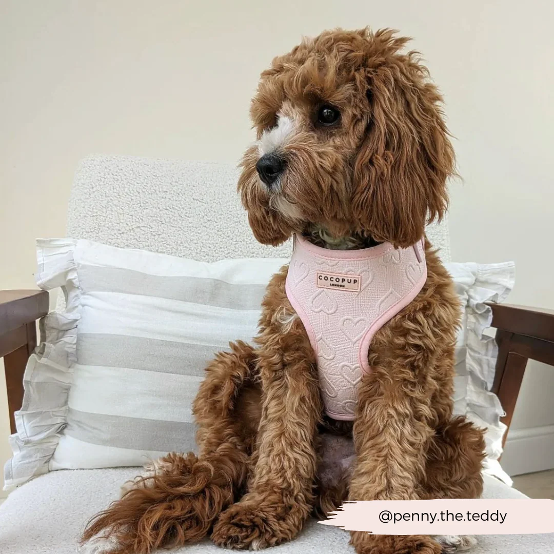 Luxe Baby Pink Heart Adjustable Neck Harness, Lead & Collar Bundle - Image 32