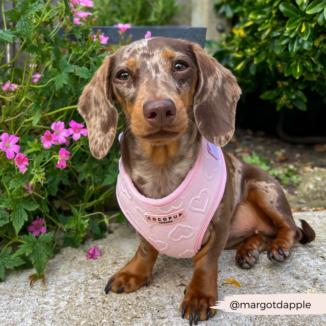 Luxe Baby Pink Heart Adjustable Neck Harness, Lead & Collar Bundle - Image 33