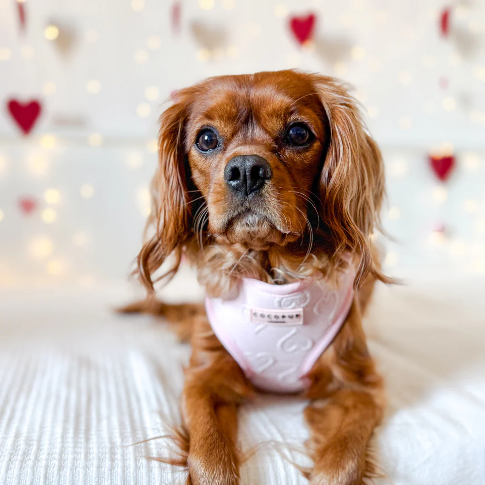 Luxe Baby Pink Heart Adjustable Neck Harness, Lead & Collar Bundle - Image 36