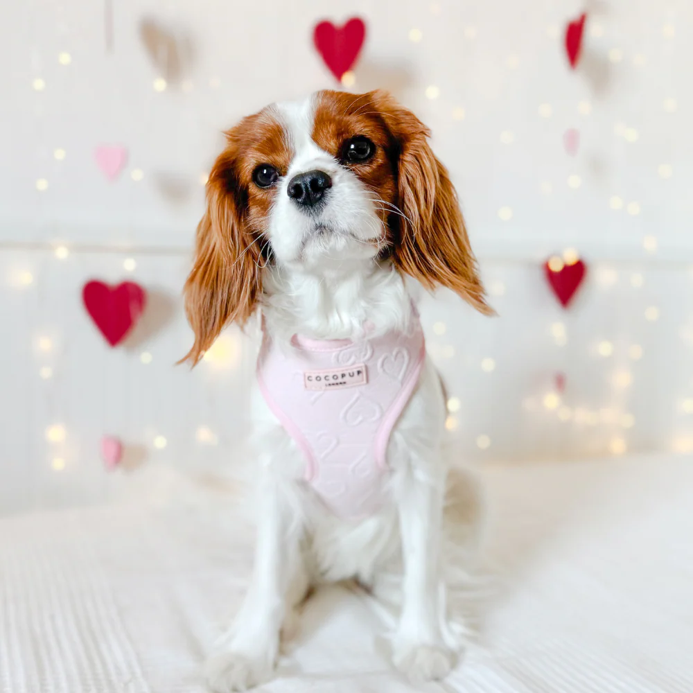 Luxe Baby Pink Heart Adjustable Neck Harness, Lead & Collar Bundle - Image 37