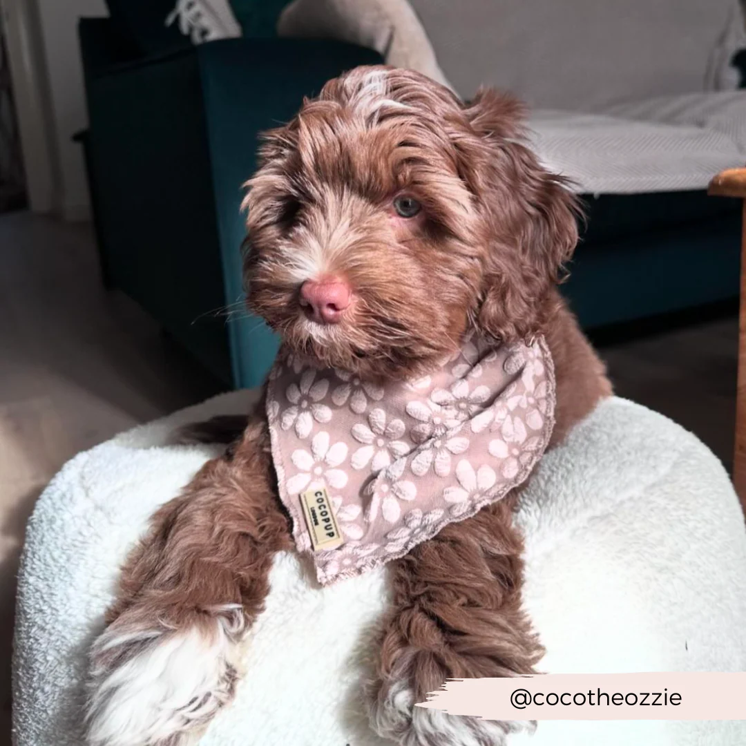 Mocha Flower Bandana - Image 6