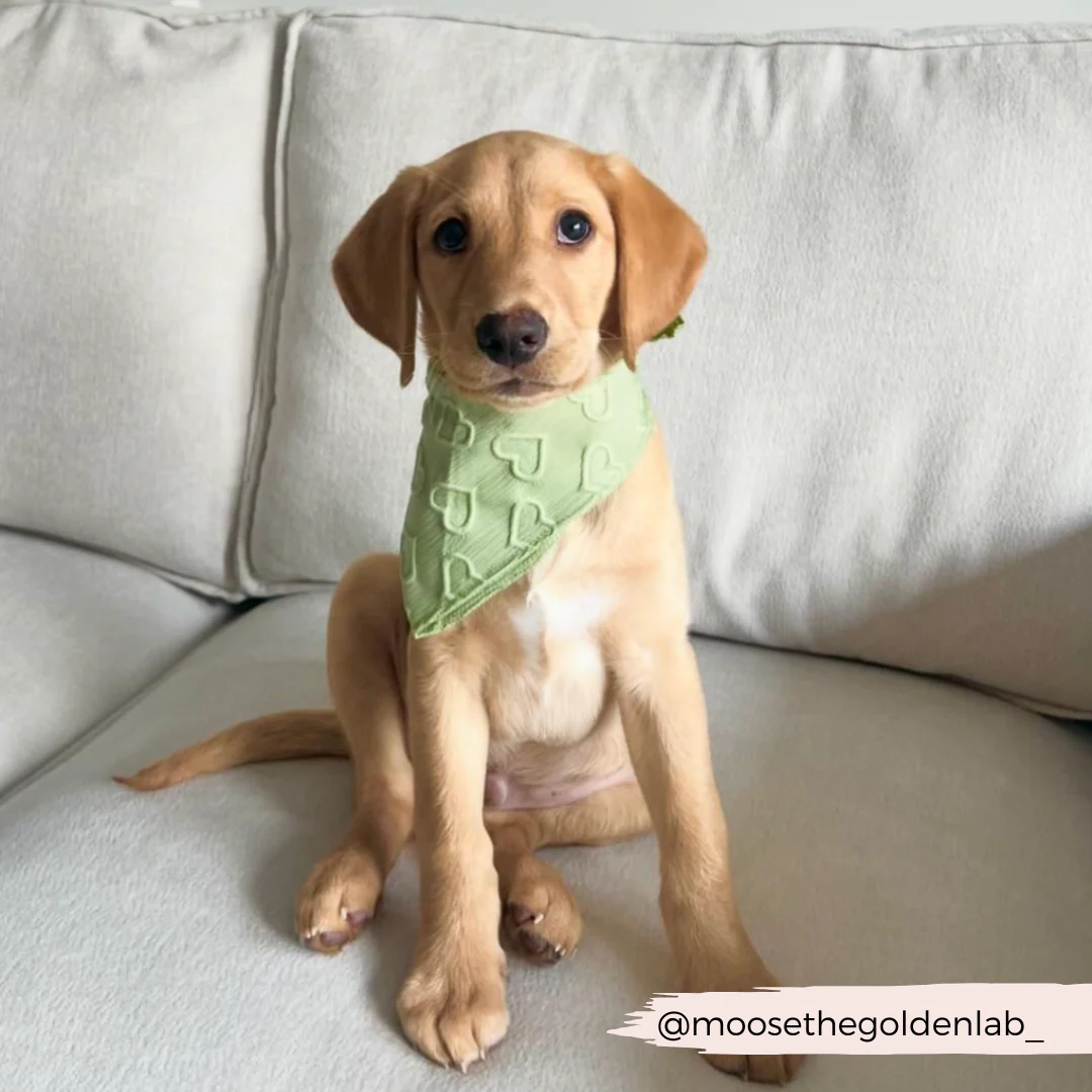 Sage Heart Bandana - Image 5