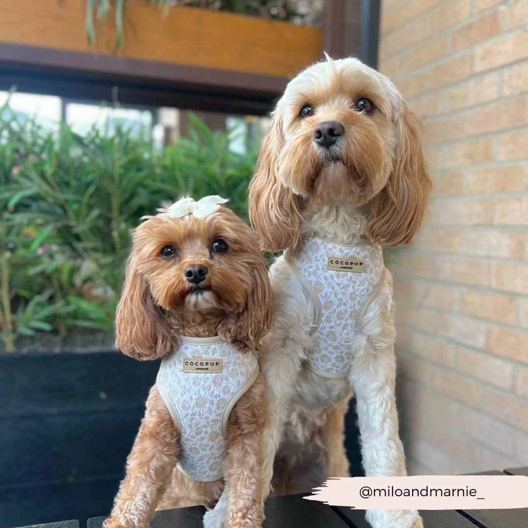 Luxe Garden Meadow Adjustable Neck Harness, Lead & Collar Bundle - Image 13
